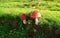 The Fly Agaric,Â Amanita muscaria, is a hallucinogen and must be considered poisonous